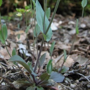 Photographie n°34632 du taxon Kandis perfoliata (L.) Kerguélen