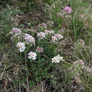 Photographie n°34634 du taxon Iberis saxatilis L. [1756]