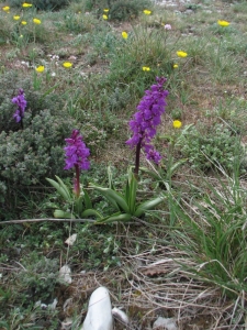 Jérôme SEGONDS, le 27 avril 2011 (Auribeau (Mourre Nègre))