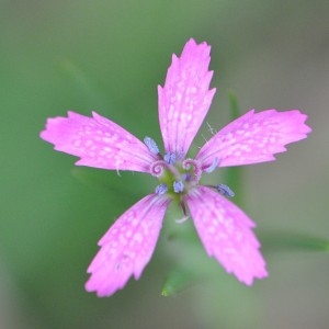 Photographie n°34656 du taxon Dianthus armeria L. [1753]