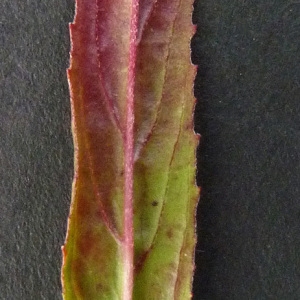 Photographie n°34659 du taxon Epilobium tetragonum subsp. tetragonum