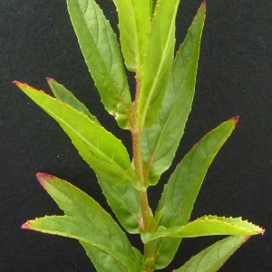 Photographie n°34660 du taxon Epilobium tetragonum subsp. tetragonum