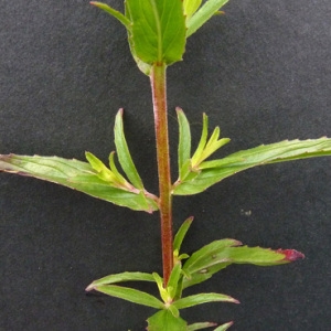 Photographie n°34661 du taxon Epilobium tetragonum subsp. tetragonum