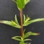  Bertrand BUI - Epilobium tetragonum subsp. tetragonum