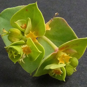 Photographie n°34663 du taxon Euphorbia cyparissias L. [1753]