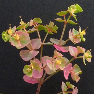 Photographie n°34666 du taxon Euphorbia cyparissias L. [1753]