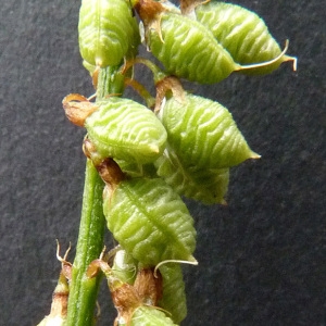 Photographie n°34671 du taxon Melilotus officinalis (L.) Lam. [1779]