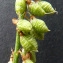  Bertrand BUI - Melilotus officinalis (L.) Lam. [1779]