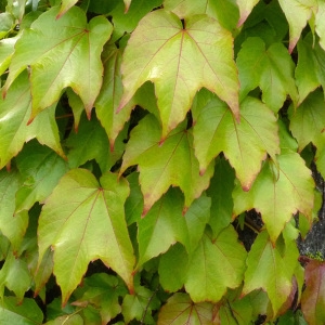 Photographie n°34675 du taxon Parthenocissus tricuspidata (Siebold & Zucc.) Planch. [1887]