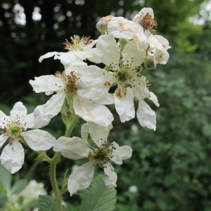 Photographie n°34686 du taxon Rubus canescens DC. [1813]