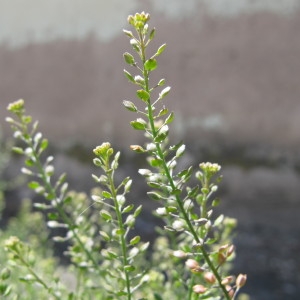 Photographie n°34689 du taxon Lepidium ruderale L. [1753]