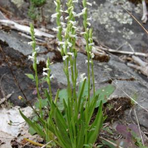 Photographie n°34705 du taxon Spiranthes aestivalis (Poir.) Rich. [1817]