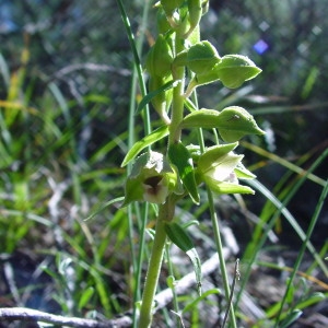 Photographie n°34726 du taxon Epipactis distans Arv.-Touv. [1872]