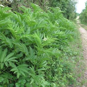 Photographie n°34734 du taxon Sambucus ebulus L.