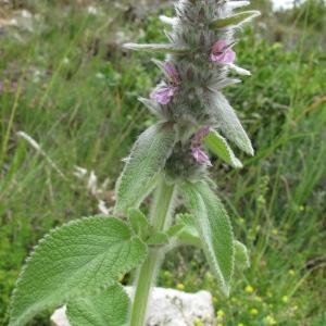 Photographie n°34737 du taxon Stachys germanica L.