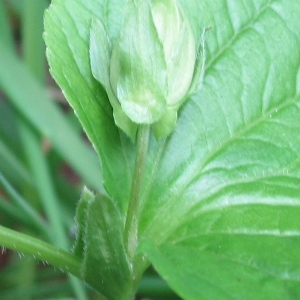 Photographie n°34739 du taxon Viola mirabilis L.