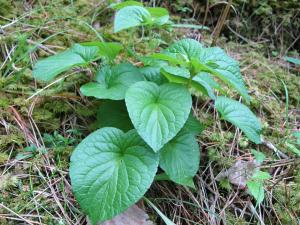 Marie  Portas, le 10 juin 2011 (Sainte-Enimie (Sainte-Enimie))