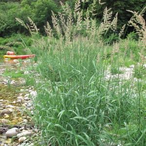 Photographie n°34753 du taxon Phalaris arundinacea L.