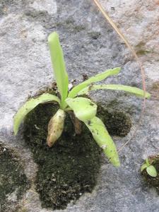 Marie Portas, le 12 juin 2011 (Massegros Causses Gorges (Gorges du Tarn))