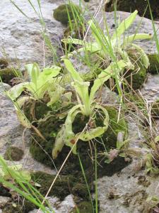 Marie Portas, le 12 juin 2011 (Massegros Causses Gorges (Gorges du Tarn))