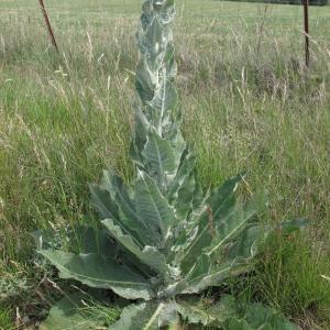 Photographie n°34765 du taxon Verbascum pulverulentum Vill.