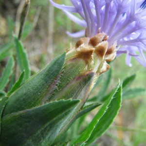 Photographie n°34767 du taxon Carduncellus mitissimus (L.) DC. [1805]