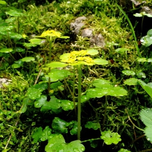 Photographie n°34769 du taxon Chrysosplenium alternifolium L. [1753]