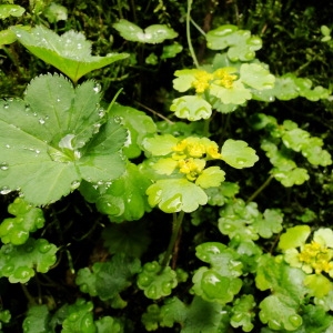 Photographie n°34771 du taxon Chrysosplenium alternifolium L. [1753]