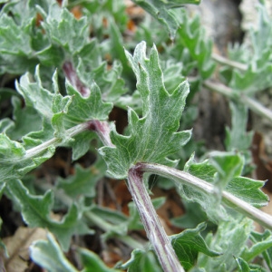 Photographie n°34784 du taxon Centaurea pectinata L. [1763]