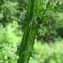  Catherine MAHYEUX - Cirsium palustre (L.) Scop. [1772]