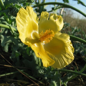 Photographie n°34802 du taxon Glaucium flavum Crantz [1763]