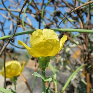 Photographie n°34803 du taxon Glaucium flavum Crantz [1763]