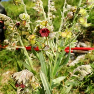 Photographie n°34811 du taxon Cynoglossum officinale L. [1753]