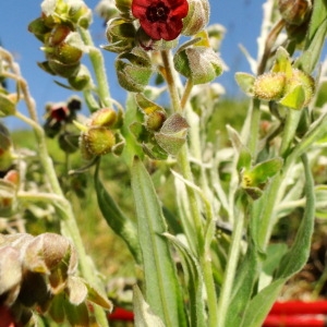 Photographie n°34812 du taxon Cynoglossum officinale L. [1753]