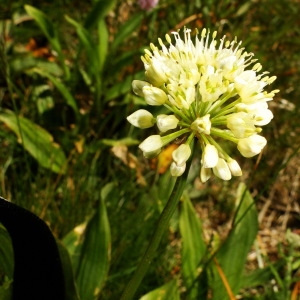 Photographie n°34815 du taxon Allium victorialis L. [1753]