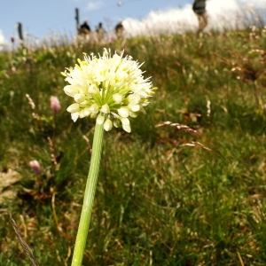 Photographie n°34817 du taxon Allium victorialis L. [1753]