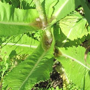 Photographie n°34828 du taxon Dipsacus sylvestris Mill. [1768]