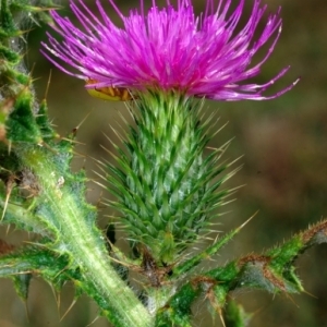 Photographie n°34848 du taxon Cirsium vulgare (Savi) Ten. [1838]