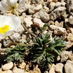 Photographie n°34852 du taxon Ranunculus seguieri Vill. [1779]