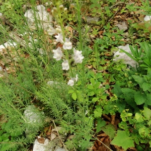 Photographie n°34863 du taxon Linaria repens (L.) Mill. [1768]