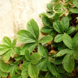 Photographie n°34867 du taxon Potentilla caulescens L. [1756]