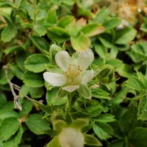 Photographie n°34869 du taxon Potentilla caulescens L. [1756]