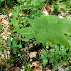 Photographie n°34872 du taxon Veronica urticifolia Jacq. [1773]