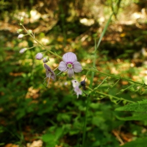 Photographie n°34873 du taxon Veronica urticifolia Jacq. [1773]