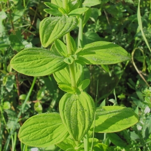 Photographie n°34878 du taxon Hypericum hirsutum L.