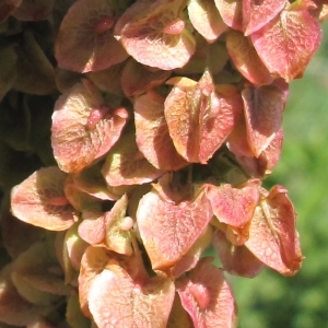 Photographie n°34882 du taxon Rumex patientia L. [1753]