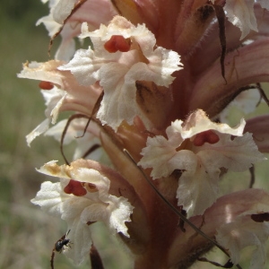 Photographie n°34886 du taxon Orobanche amethystea Thuill. [1799]