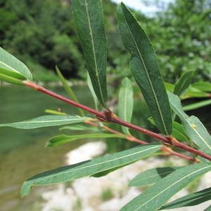  - Salix purpurea subsp. lambertiana (Sm.) Macreight