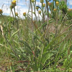 Photographie n°34904 du taxon Inula montana L. [1753]