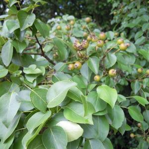 Photographie n°34967 du taxon Pyrus pyraster (L.) Du Roi [1772]